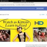 Americankittens Discount Sign Up Americankittens Discount Sign Up